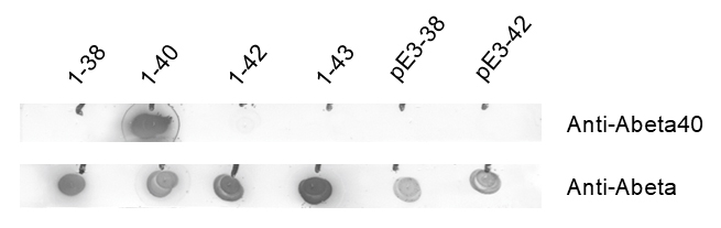 Abeta40, Recombinant rabbit